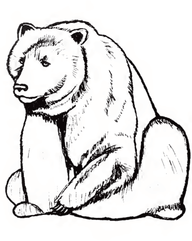 Bear From Grizzly Bears Coloring Page